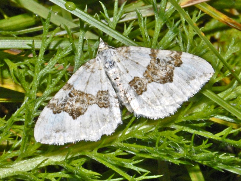 Un''idea ... Idaea rusticata??